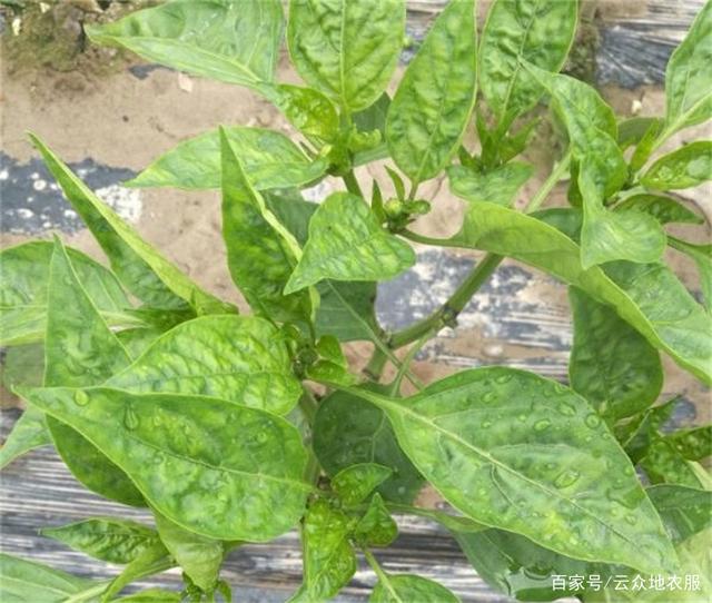辣椒苗卷叶病用啥方法来治