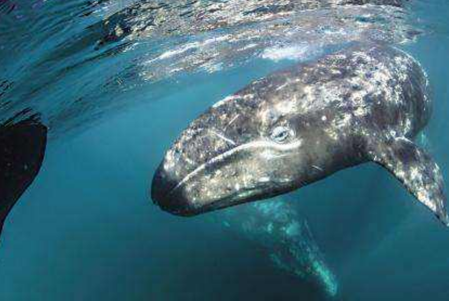 五头虎鲸捕杀蓝鲸,巨大的蓝鲸五秒就殒命了,蓝鲸:太凶残了!