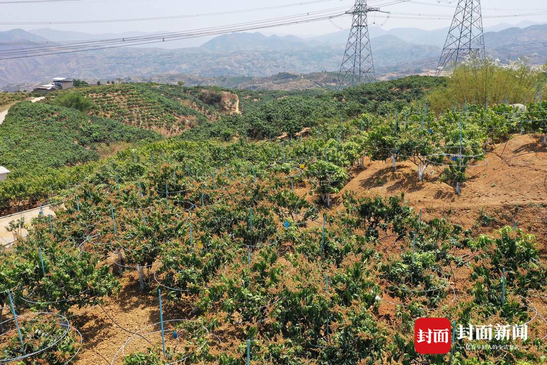 攀枝花芒果进入挂果期 6月就将上市|寻味乡村里的四川