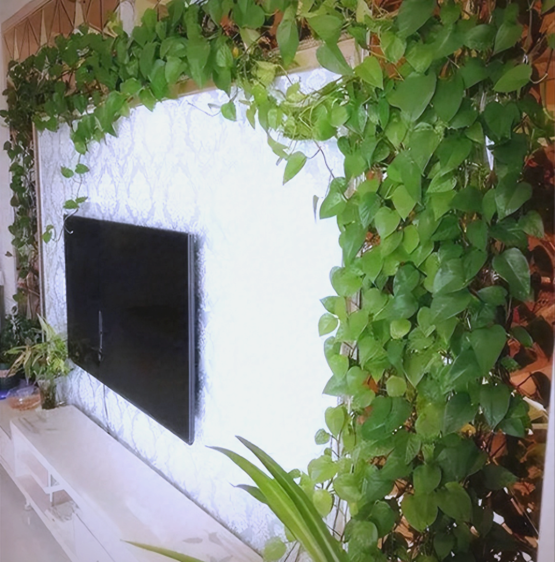 江西女太太以"绿萝客厅"惊艳网络,绿意盎然真治愈