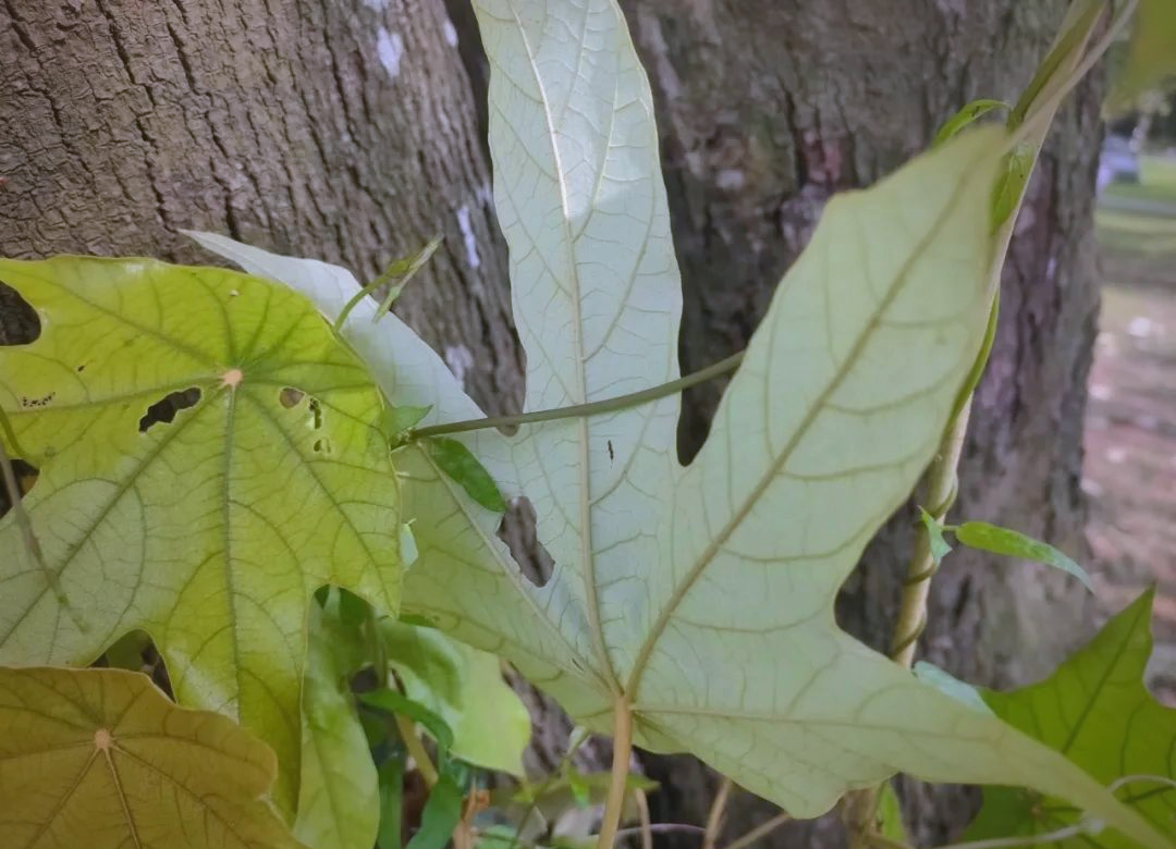 多种半枫荷药用植物介绍