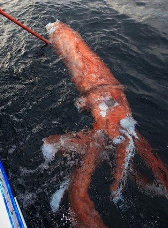 美洲大赤鱿-大型捕食性鱿鱼