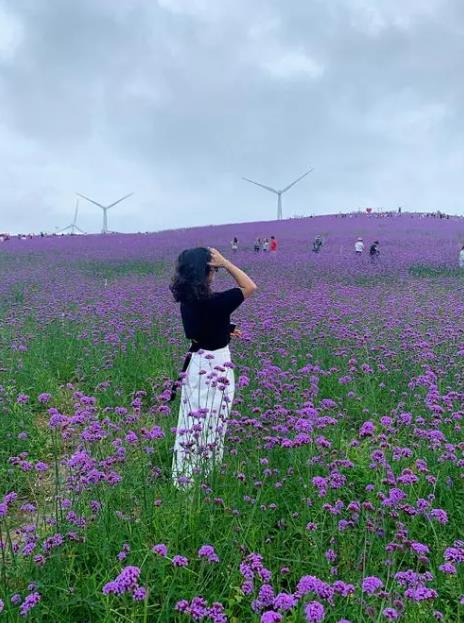 贵阳花溪高坡云顶四百亩马鞭草花海