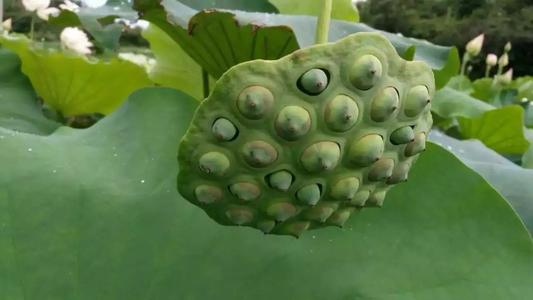 无法正常开花,甚至出现枯萎;斜纹夜蛾会取食花蕾及花梗,影响莲蓬发育