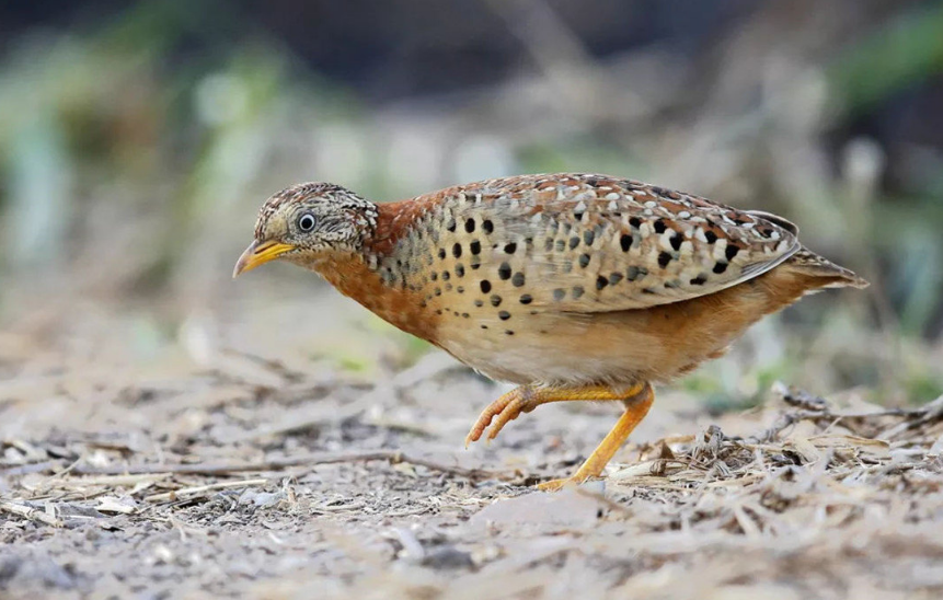 家里可以养鹌鹑吃什么食物?养鹌鹑需要注意什么?