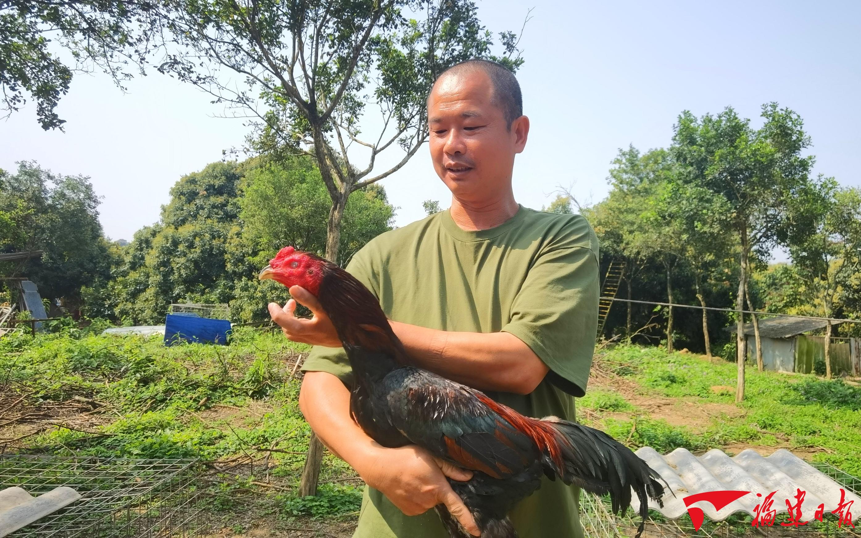 漳州斗鸡期待重出江湖