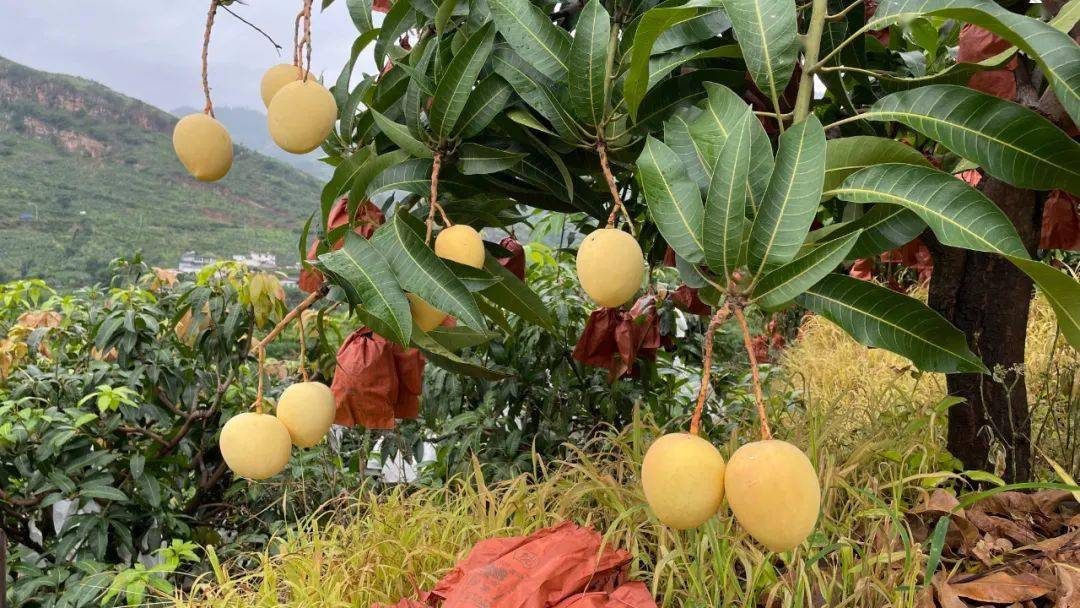 「992|精选」云南现摘金龙芒,肉厚核小,细腻香甜!19.