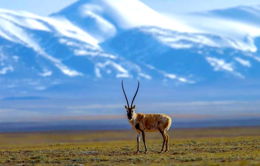 为保护藏羚羊免于灭绝的命运,我国采取了一系列积极措施