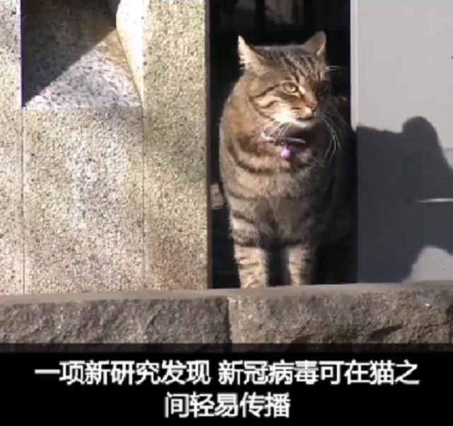 最新研究 新冠病毒可以猫传猫 建议少让猫咪出门 来自百家号 萌宠知识站 不错网