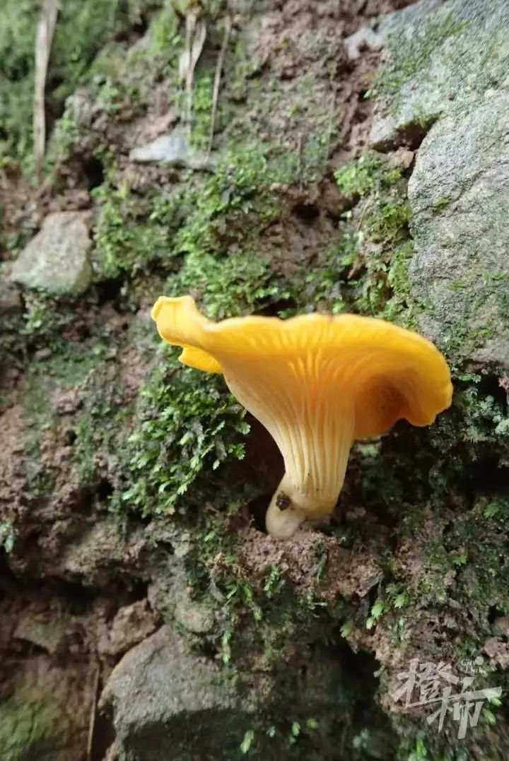 舟山桃花岛新发现!鲜嫩的它被鉴定为中国新记录种