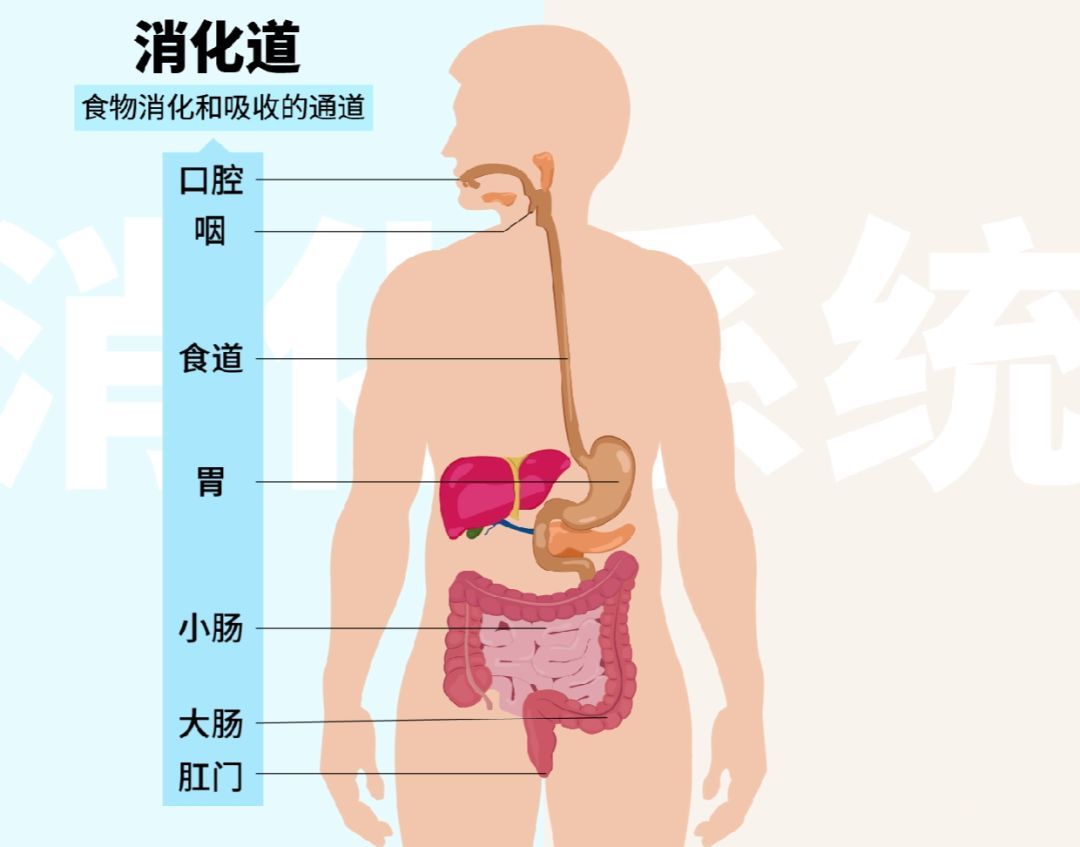 人体血液是怎样循环的?这个纠结了多年的问题终于得到了答案