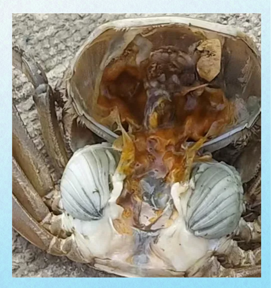 螃蟹黑鳃病与烂鳃病的防控方法