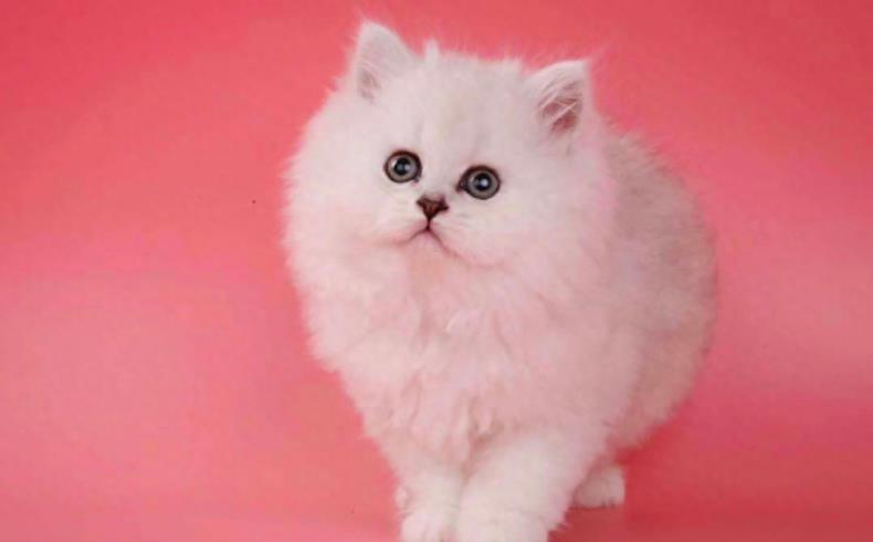 我国狸花猫在美国cfa被取消资格其实是福音?未夸大,咱真不在乎