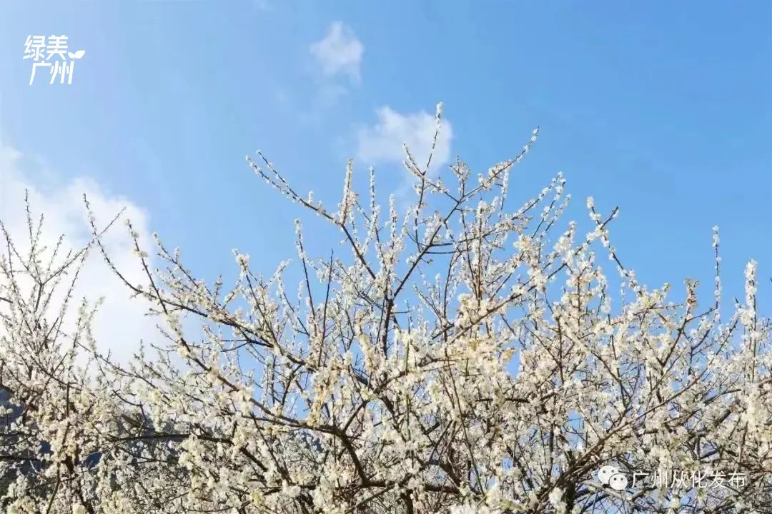 煙花秀嘉年華錦鯉遊廣州元旦假期活動安排上了