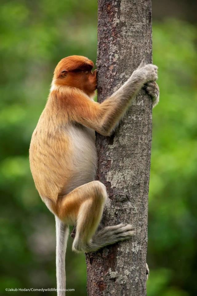 猿猴抱树玩法图片