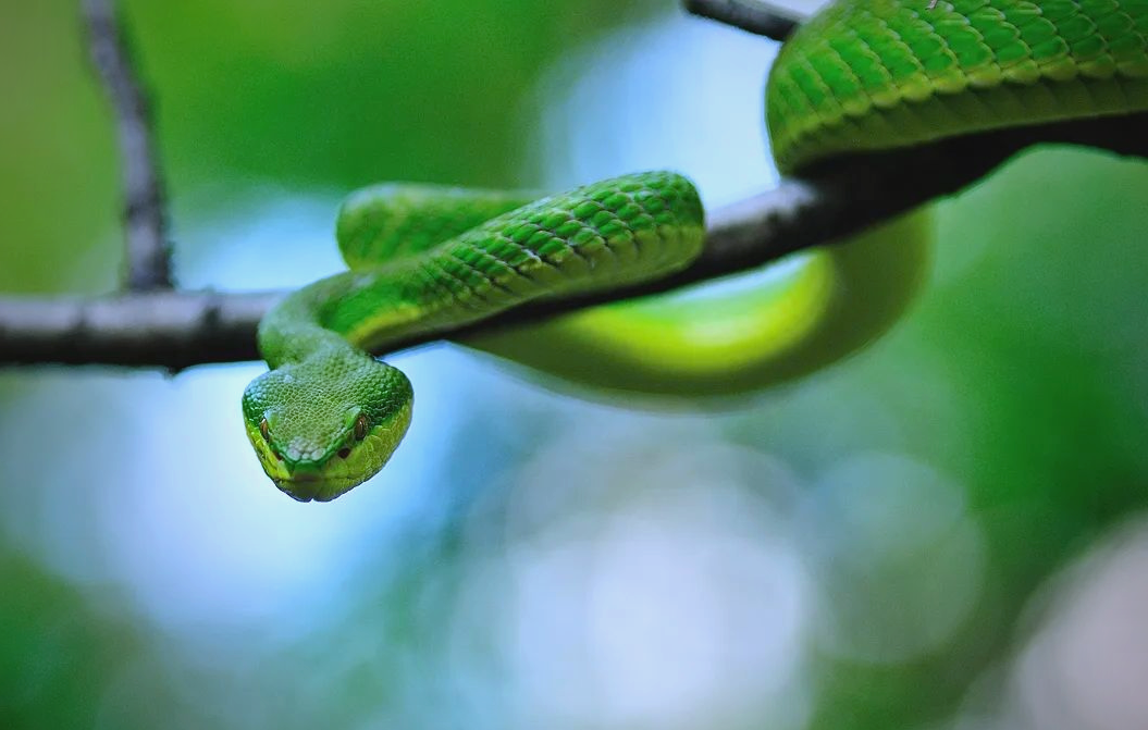 春季蛇类苏醒,如何区分有毒蛇与无毒蛇