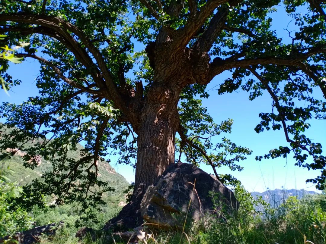 【文化灵寿】灵寿县的古树名木