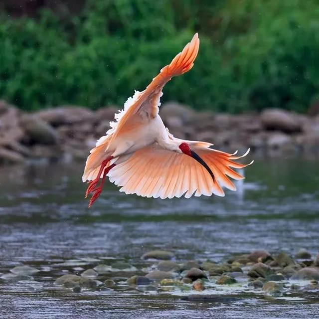检察履职守护朱鹮靓美栖息地|秦岭生态环境保护宣传日