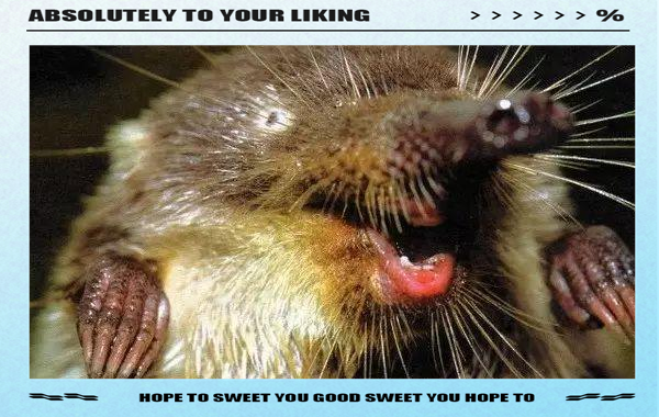 鼹鼠:虽名字中有"鼠",却与老鼠大不相同