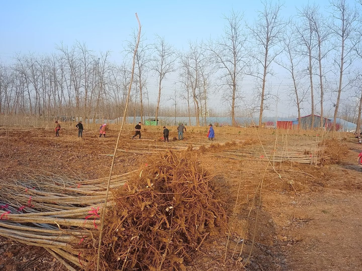 濮阳杨树苗基地图片