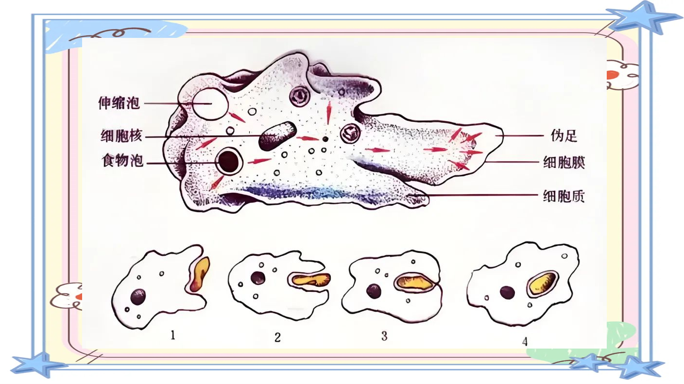 变形虫的生存技艺:运动,进食与生物启示