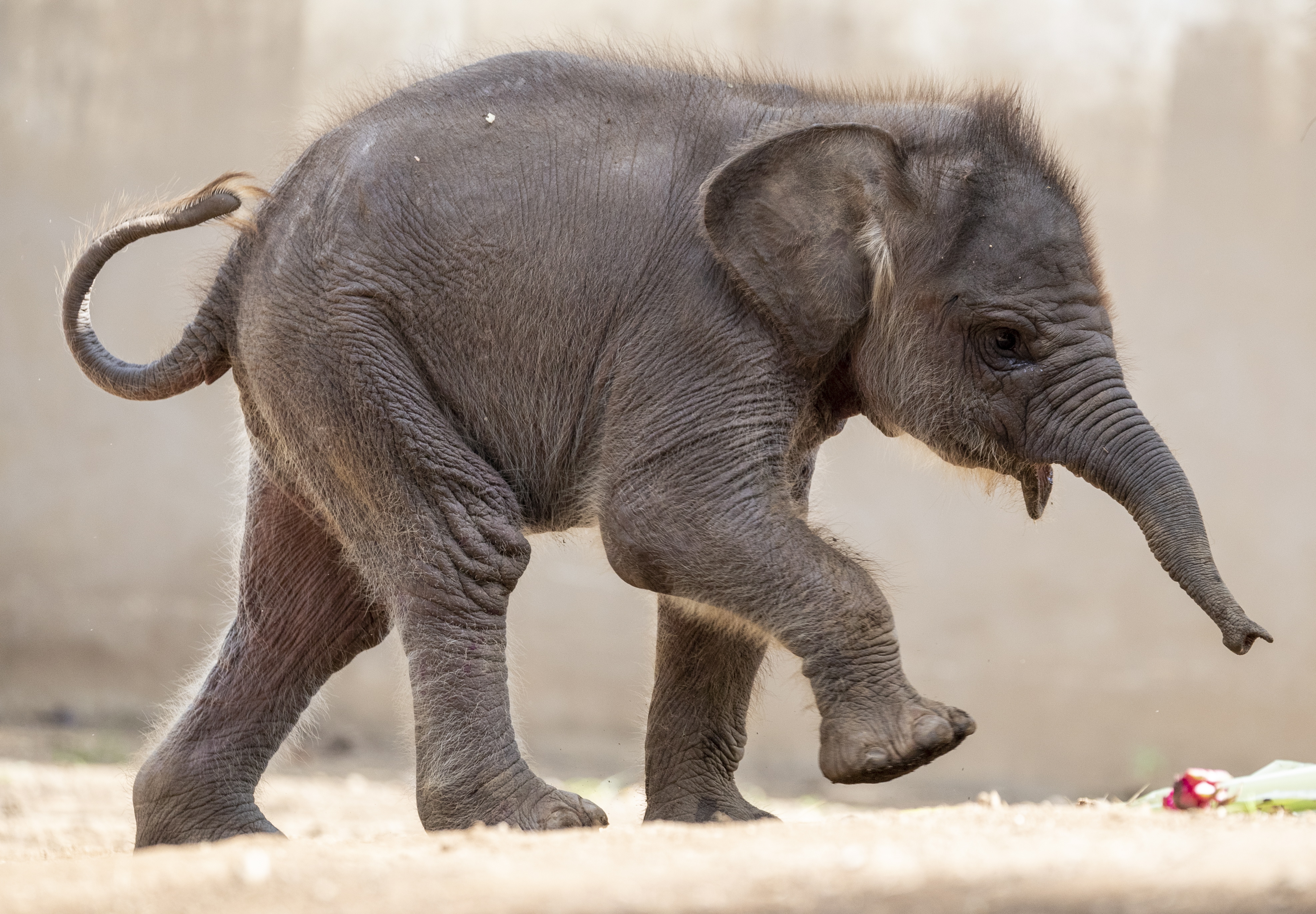 巴厘岛动物园的小象