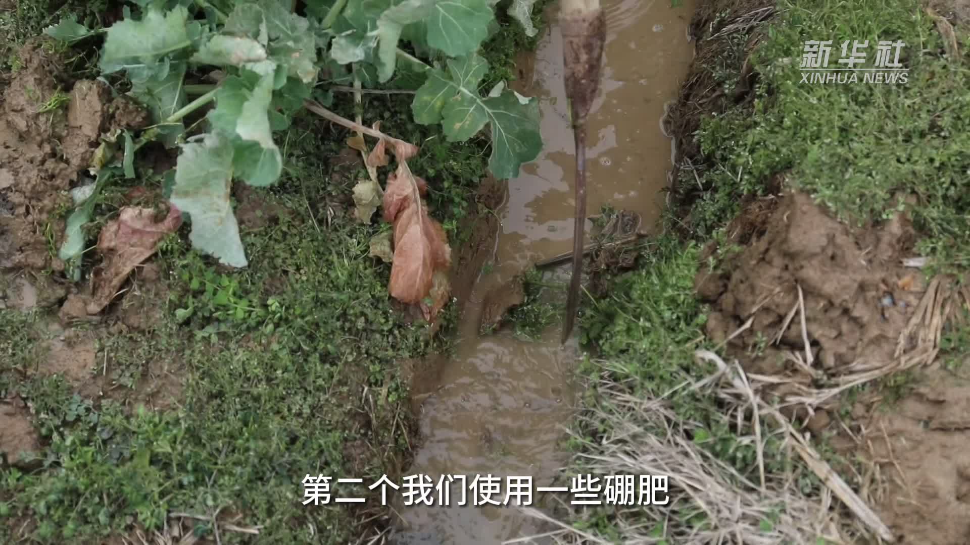 湖南常德:加强油菜田间管理 减少受冻损失
