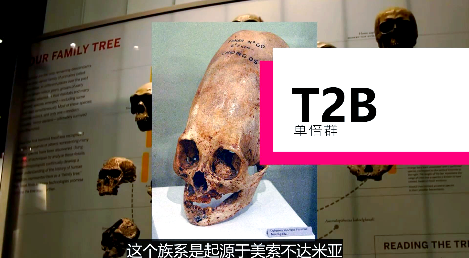 帕拉卡斯头骨:挑战人类认知的神秘遗骸