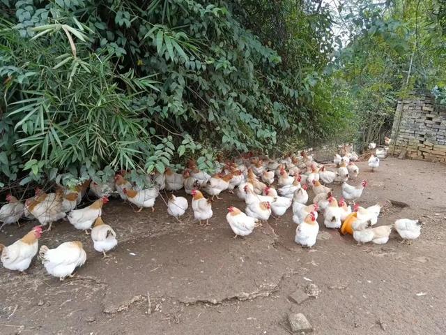 杏花雞年飼養量從1000只到70000只!農村青年創業者劉伯秀的故事值得一