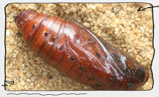 介绍新疆地区常见的多种地老虎害虫