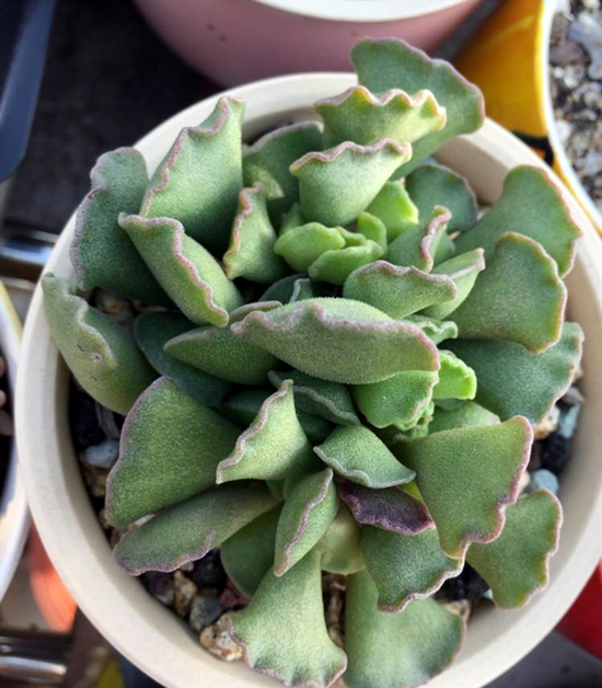 多肉植物天锦章属,瓦松属,简介神想曲,御所锦,草莓蛋糕,凤凰