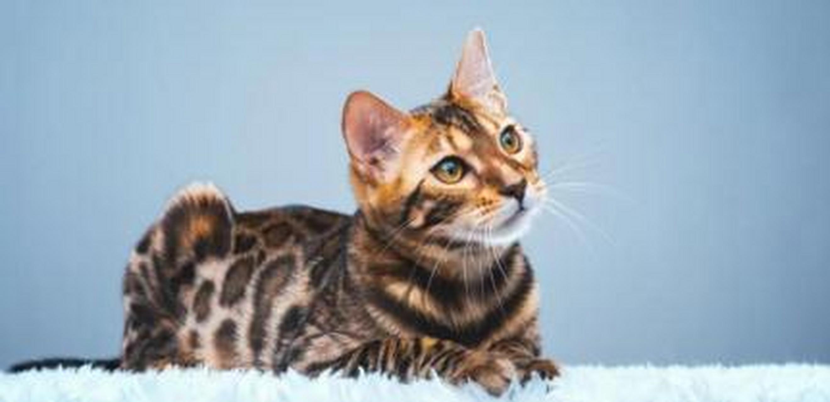 "山东济南,女子花5800元买了一只孟加拉猫,可养了几天后,卖家却给她