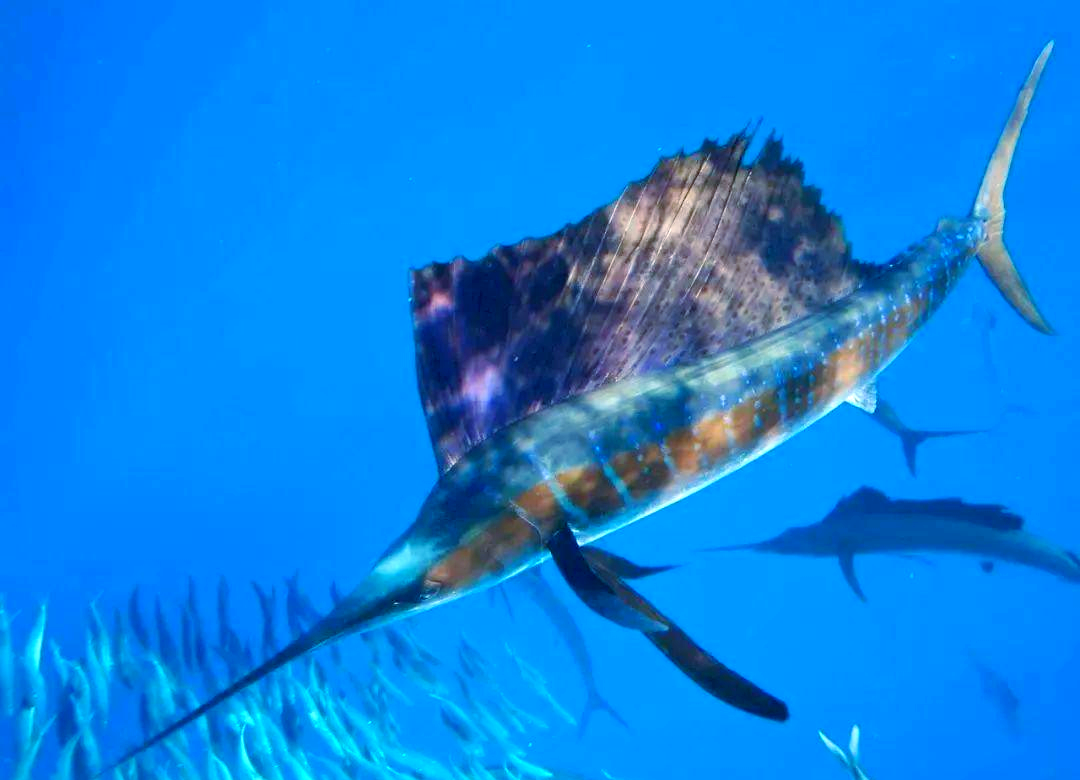 剑鱼与旗鱼的区别:它们是同一种鱼吗?