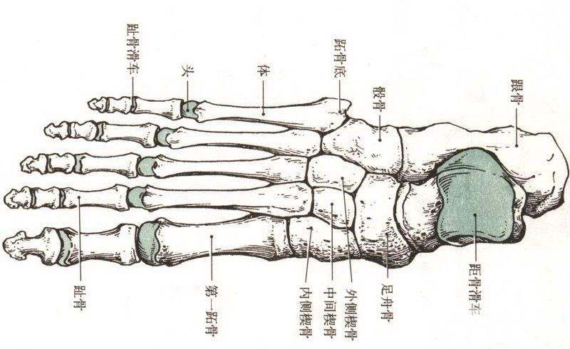 千里之行,始于足下,科学认识足部健康!