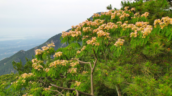 江西庐山风景区 红花木莲 合欢树竞相开花