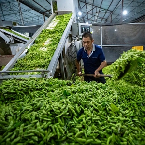 一捧毛豆的不眠夜——四川金堂官仓街道蹲点记