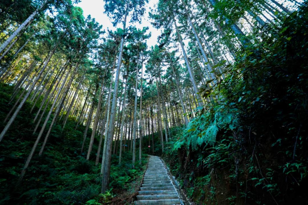 福建宁化:国有林场变森林公园,生态游有了新去处