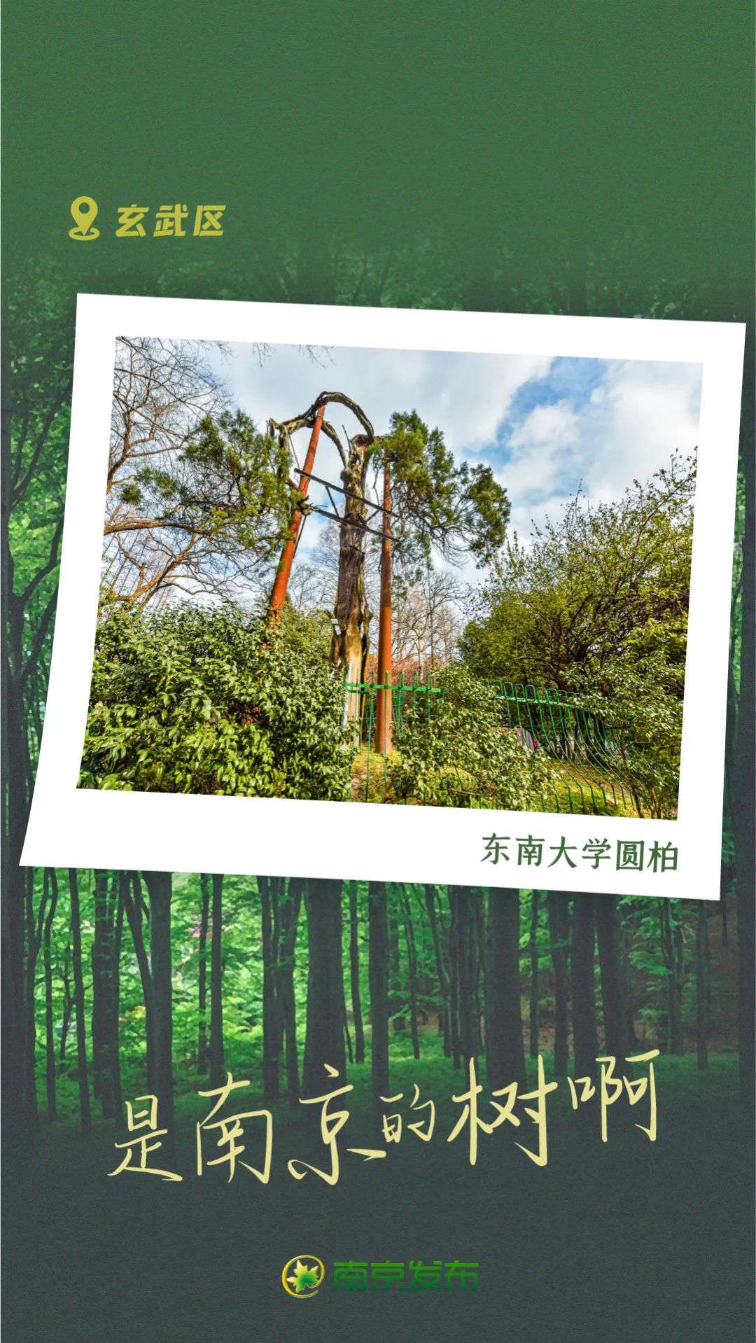 地点:玄武区东南大学四牌楼校区树龄:1520年圆柏树王胸径275厘米,树高