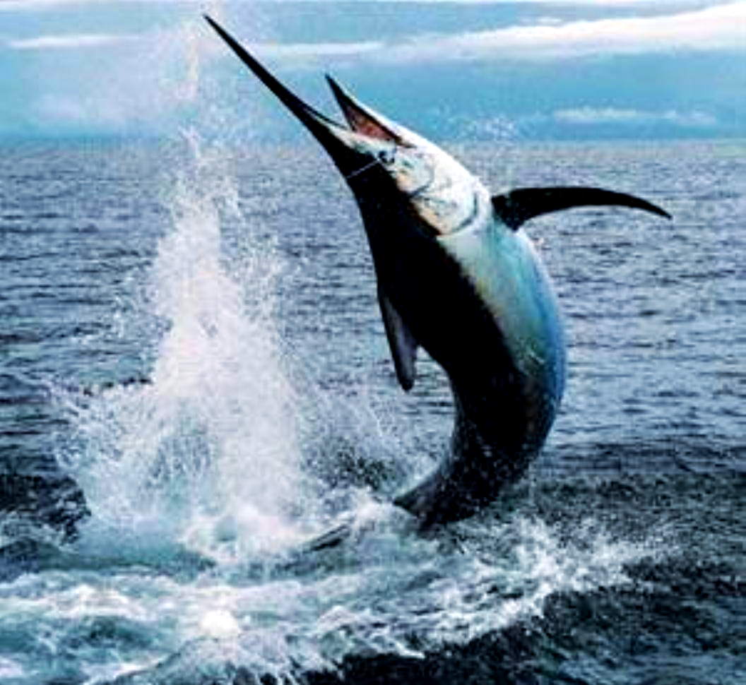 剑鱼与旗鱼的区别:它们是同一种鱼吗?