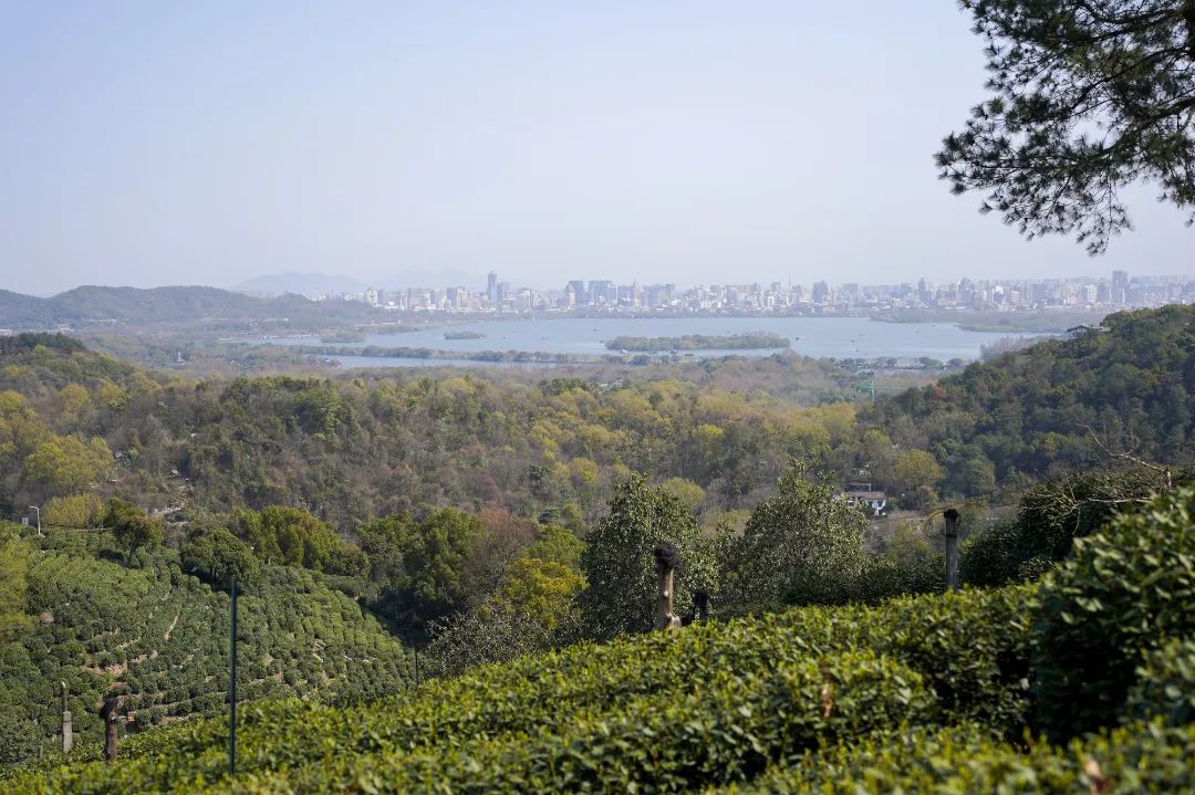 来自西湖龙井核心产区满觉陇白鹤峰明前茶买一送一特惠来了