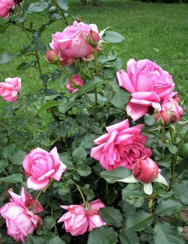 蓬巴杜(pompadour)