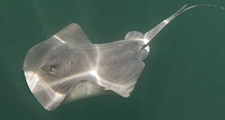 stingray是什么鱼