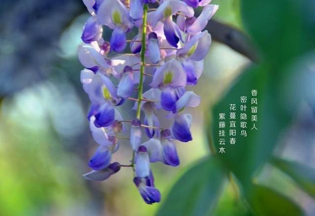 紫藤挂云木,花开无次第,紫藤花诗句惊艳整个春天