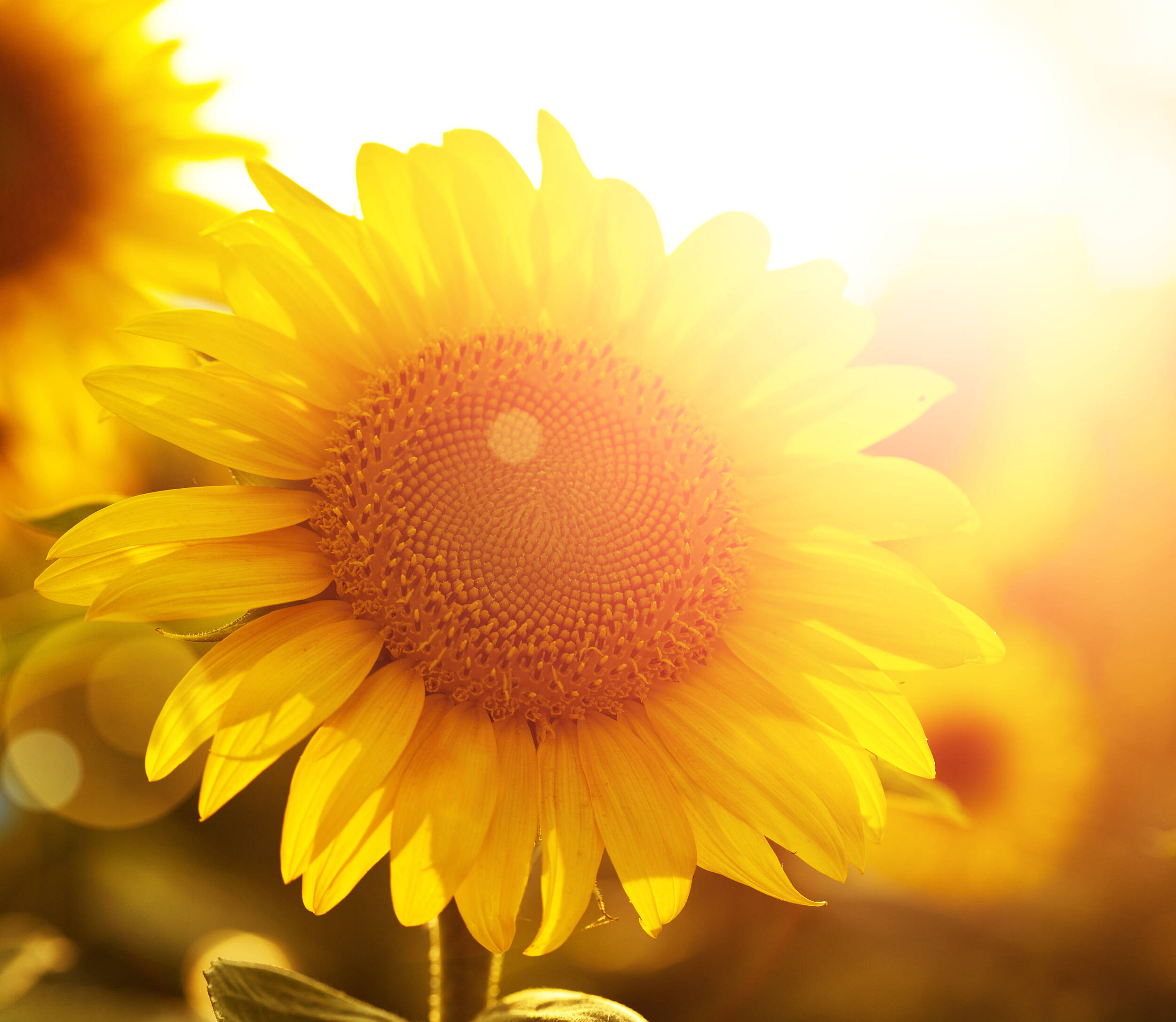 夜读丨阳光是一种语言