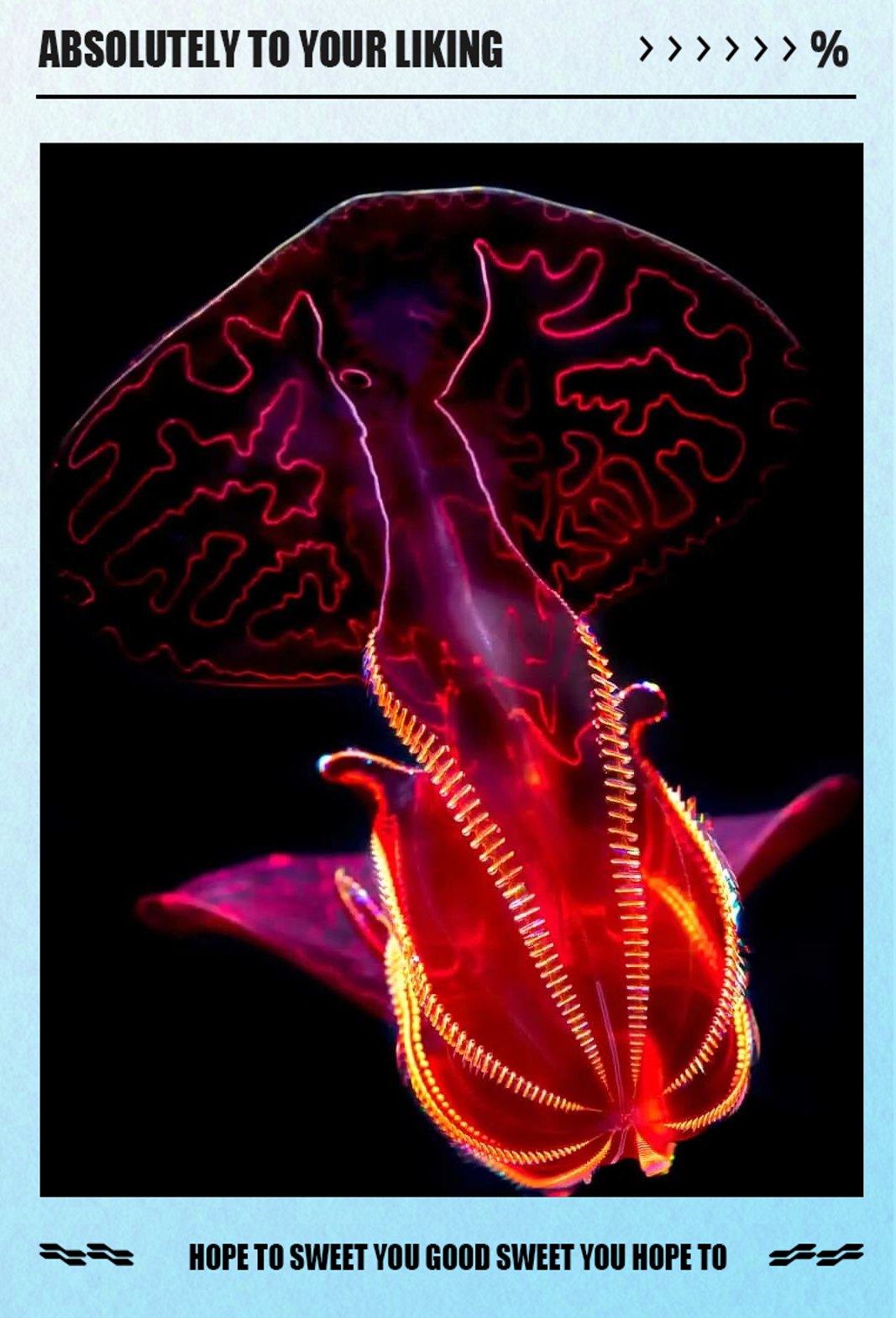 血腹栉水母介绍及饲养指南