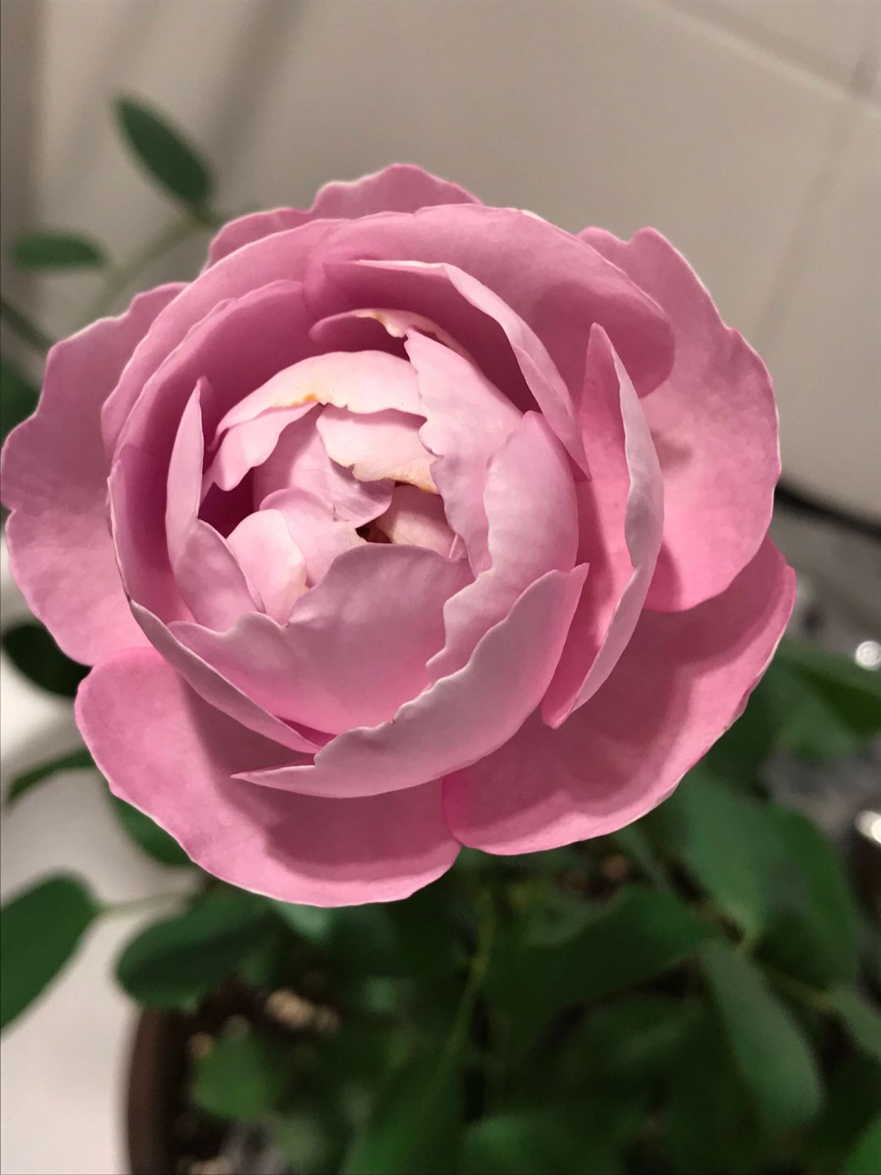 以香闻名的月季—羊脂香水,花美如芍药,芬芳馥郁,四季能赏花