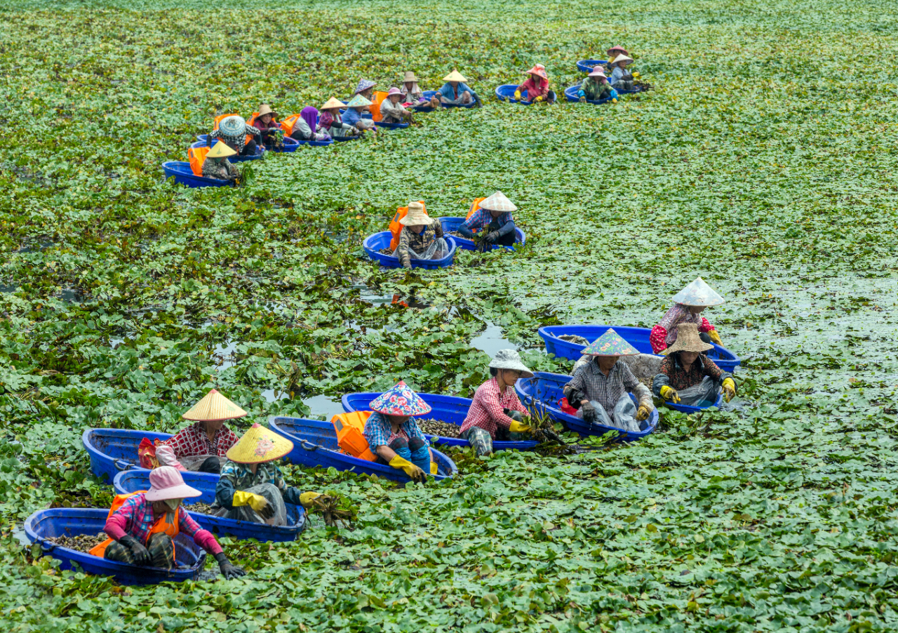 江西分宜:菱角丰收采菱忙