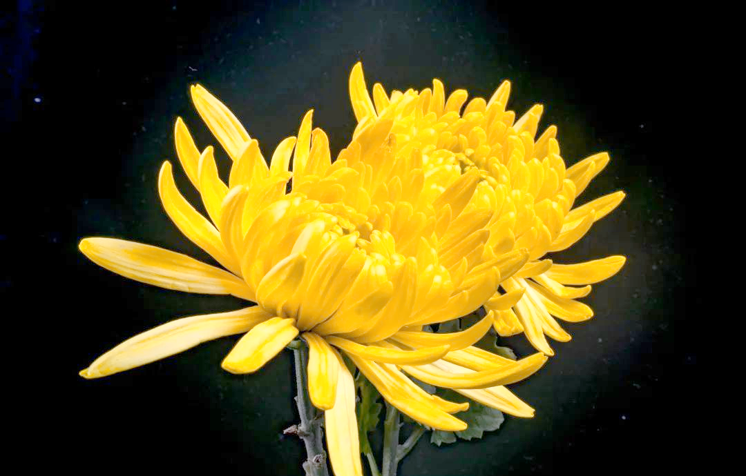 菊花的多种花语与用途,你了解多少?
