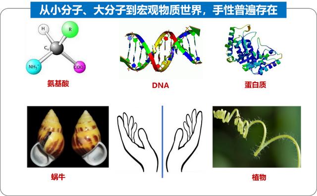 手性氨基酸图片