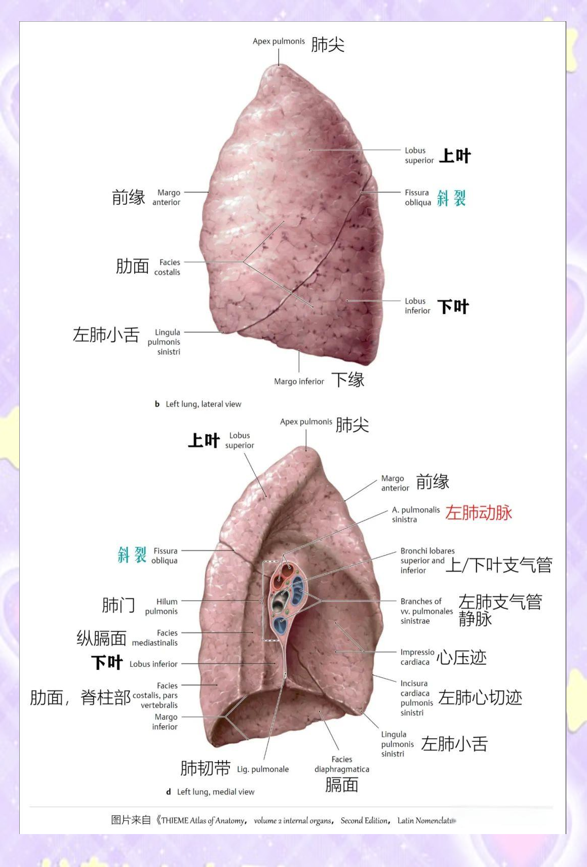 全面了解肺部解剖:呼吸道管理的关键知识